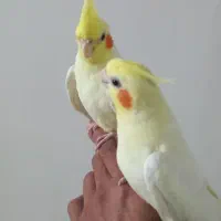 عروس هلندی یه چند کلمه صحبت میکنن سوت میزنه