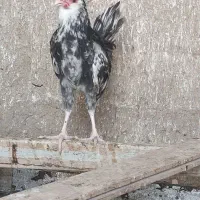 مرغ وخروس  گلین