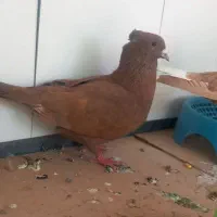 کبوتر زردگلی نر و مایه