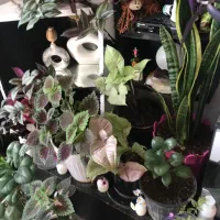 گل های متنوع حراج