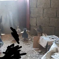 کبوتر