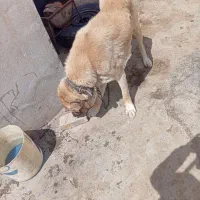 توله ۱۷ماهه