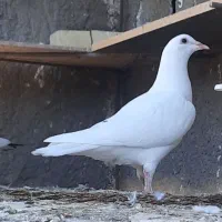 کبوتر نر تهرانی و زانو بند طبی