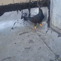 چندعددکبوتر
