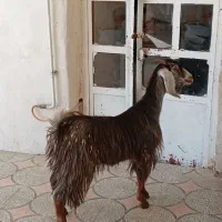 بزغاله ماده