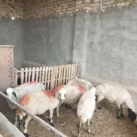میش وبز
