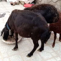 قزل افشار