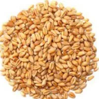 فروش‌گندم‌امسال