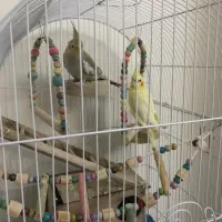 عروس هلندی