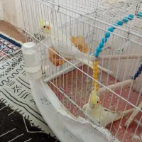 حیوانات