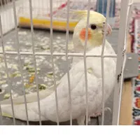 پرنده|پرنده|یزد, |دیوار