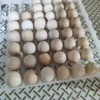 تخم بلدرچین عربی
