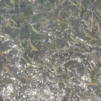 فروش بچه ماهی قزل آلا ۱۷۰تا۲۰۰ گرم