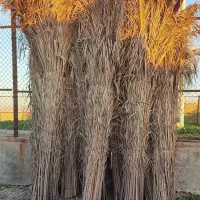فروش سته ودرخونه وحصیر