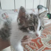 بچه گربه ملوس