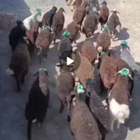 بره نر لاغر خاص دامداری بزرگ میلاد نجبائی