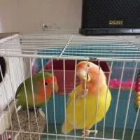 یه جفت طوطی کوتوله