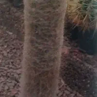 کاکتوس|گل و گیاه طبیعی|قم, صفائیه|دیوار