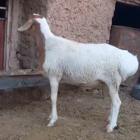 بره قوچی جنس دار