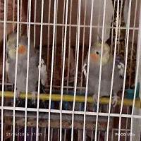 عروس هلندی