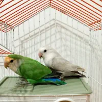 طوطی برزیلی مولد