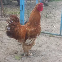 خروس دورگه برهما