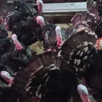 بوقلمون بزرگ پرواری برنز