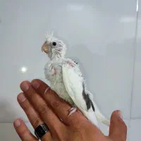 جوجه عروس هلندی سرلاکی آلبینو