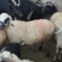 دو راس میش بومی با بره.شهرستان نطنز