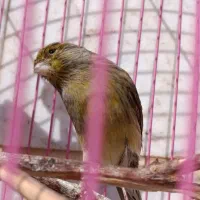 قناری نر