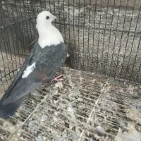 کفتر