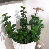 گلهای طبیعی در حال رشد