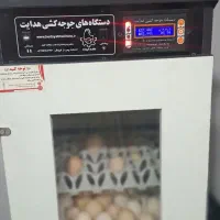 دستگاه جوجه کشی هدایت