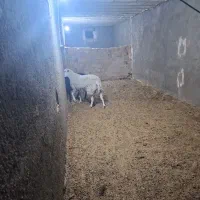 گوسفند رومن