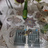 سیره ماده|پرنده|سنندج, |دیوار