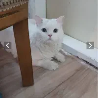 گربه بسیار اروم و‌خونگی
