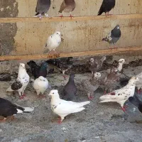 کبوتر|پرنده|رباطکریم, الارد|دیوار