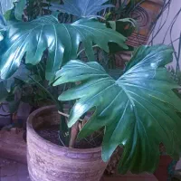 گل وگلدان طبیعی