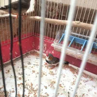 یک جفت فنچ درشت با تخم وقفس کامل