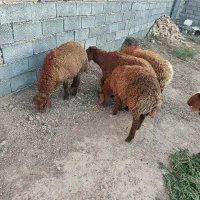 5عدد بره نر سبک وزن