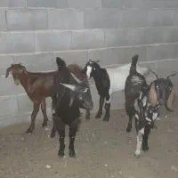 کهره نر و ماده