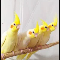 * جوجه عروس هلندی دستی *