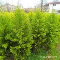 فروش لاوسون