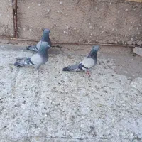 جهت معاوضه وفروش