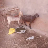 گوسفند میش شیشک بز بزغاله دار بره نر بره ماده