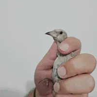 جوجه سهره دارابی
