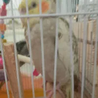 عروس هلندی نر وماده