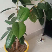 گل با گلدان سفالی