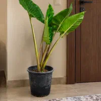 گل بابا آدم لاکچری کاملا سالم ارسال رایگان