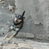 سگ پاکوتاه